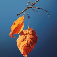 Plakat 70x70cm Ostatni Oddech Lata