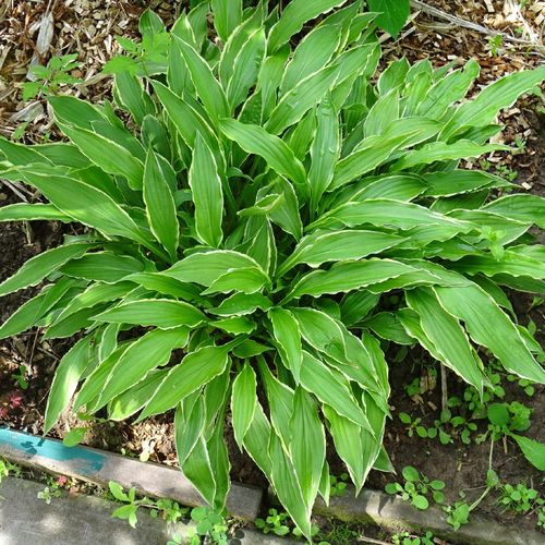 Funkia Hosta 'Stiletto' Miniaturka Doniczka 2.0L na Arena.pl