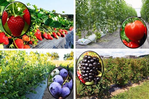 Agrotkanina czarna 1,6x50m 90g mata antychwastowa mocna agrowłóknina na Arena.pl