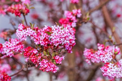 Kalina bodnantska 'Dawn' Różowa 80-110cm (Viburnum bodnantense) Poj. 3.0L na Arena.pl