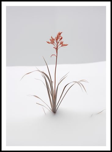 Plakat 67,5x95cm Subtelność Natury na Arena.pl