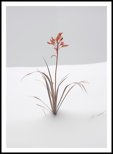 Plakat 67,5x95cm Subtelność Natury zdjęcie 3