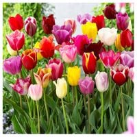 TULIPAN zestaw MIX MIESZANKA KOLORÓW cebulki 100 szt. + GRATIS