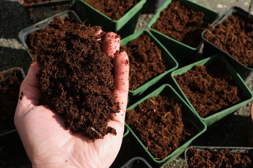 ZIEMIA DO PALM JUK DRACEN 5L PODŁOŻE DO ROŚLIN ZIELONYCH Z NAWOZEM BIOVITA na Arena.pl