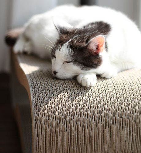 MyKotty Drapak Lui brązowy na Arena.pl