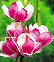 MAGNOLIA różowo biała duża roślina - sadzonki 140 / 160 cm