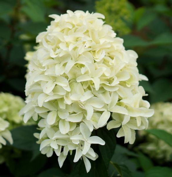 HORTENSJA BUKIETOWA Skyfall - sadzonki w don. zdjęcie 1