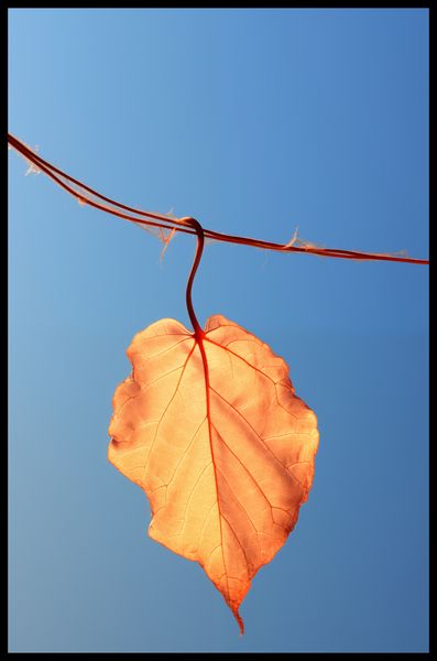 Plakat 53x81cm Ostatni Liść zdjęcie 2