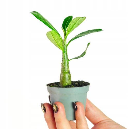 Róża pustyni ADENIUM OBESUM uroczy baobab Adenium opasłe MALUCH na Arena.pl