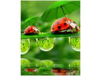 40X50CM BIEDRONECZKI OBRAZ