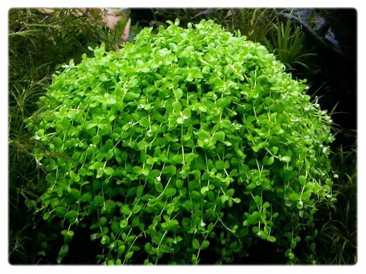 Micranthemum Monte Carlo kubek 10cm in vitro zdjęcie 3