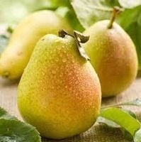 GRUSZA GRUSZKA LIPCÓWKA WCZESNA NIESKOPIENNA