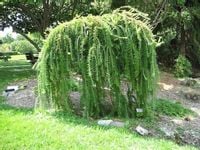 Modrzew europejski Pendula PA 140-160cm C3