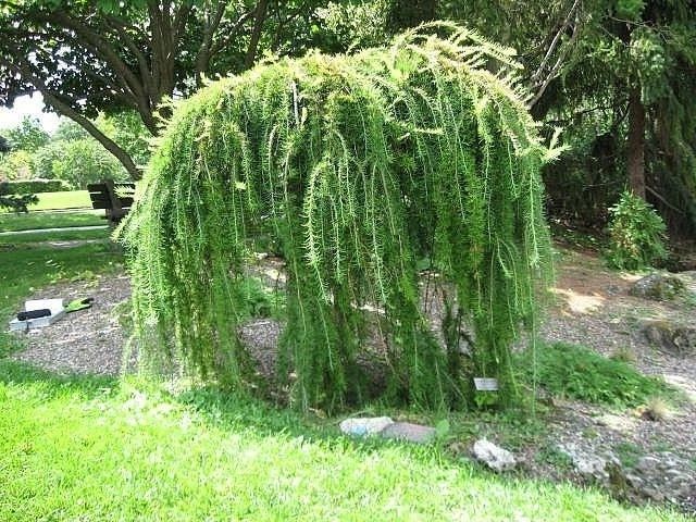 Modrzew europejski Pendula PA 140-160cm C3 zdjęcie 1