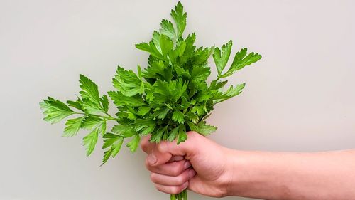 PIETRUSZKA NACIOWA GIGANTE D'ITALIA 2G NASIONA BARDZO PLENNA AROMATYCZNA na Arena.pl