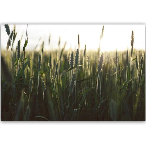 Deco Panel, Zboże w blasku słońca 60x40 na Arena.pl
