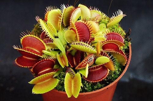 Głodna MUCHOŁÓWKA największa XXXL 4-letnia na Arena.pl