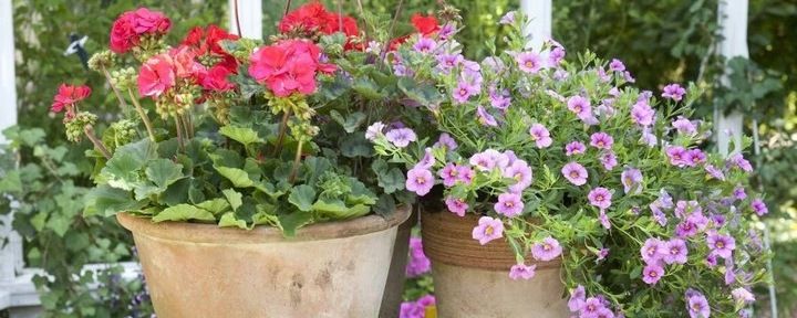 ZIEMIA DO PELARGONII SURFINII BEGONII PETUNII BRATKÓW balkonowych 60L nawóz zdjęcie 7