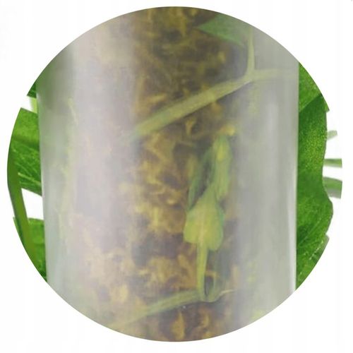 Podpora do roślin pnączy do mchu Sphagnum Palik Tyczka Do Monstery 50 na Arena.pl