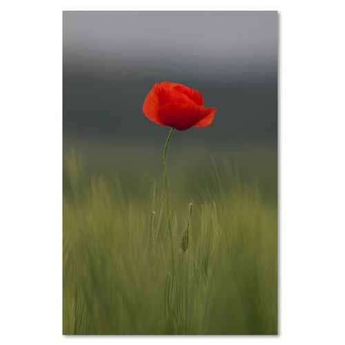 Deco Panel, Mak na polu 80x120 na Arena.pl
