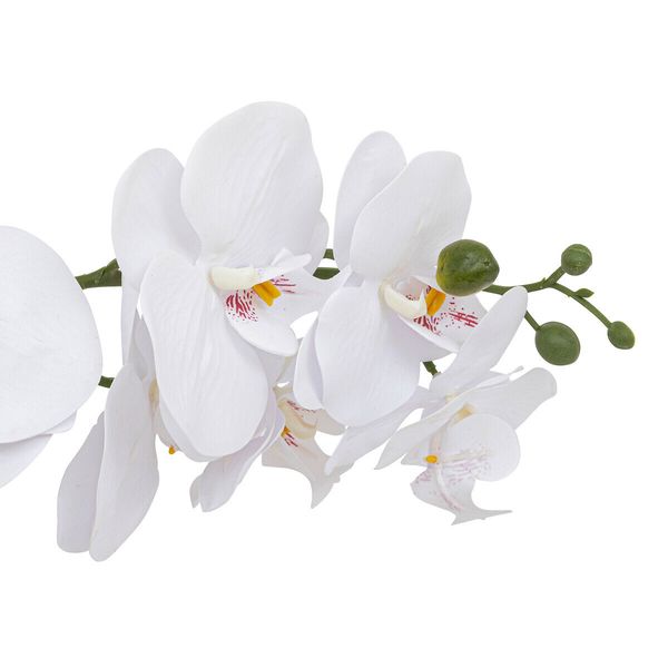 Orchidea Clera z ceramiczną doniczką zdjęcie 2