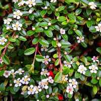 Irga szwedzka 'Ursynów' (Cotoneaster suecicus) Doniczka 1.0L