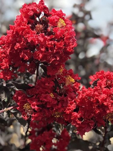 Lagerstroemia Black Diamond - Red Hot C2 na Arena.pl