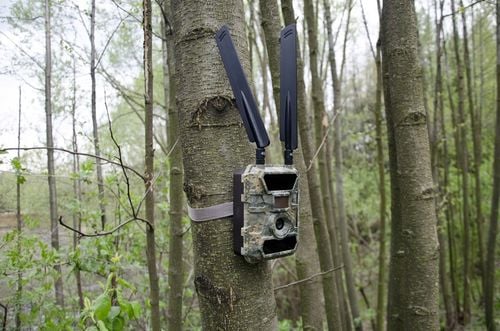 Kamera Leśna FOTOPUŁAPKA Myśliwska FHD GSM 4G LTE MMS wysyła FILMY na Arena.pl
