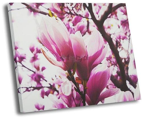Obraz na płótnie - Canvas, Magnolia 70x100 na Arena.pl