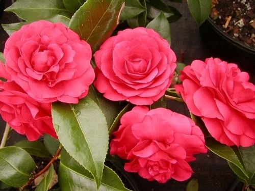 Camellia camelia kamelia czerwona C2 na Arena.pl