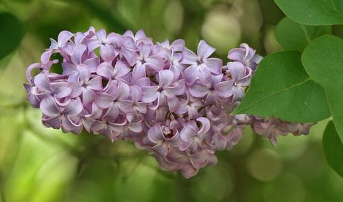 LILAK POSPOLITY Syringa vulgaris NASIONA 1600 sztuk - 10g. na Arena.pl