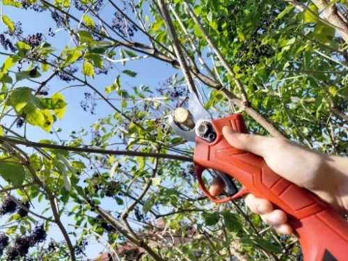 SEKATOR AKUMULATOROWY KOWADEŁKOWY NOŻYCE OGRODOWE ELEKTRYCZNE 2X BATERIA na Arena.pl