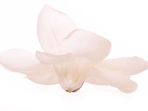 Magnolia główka biała na Arena.pl