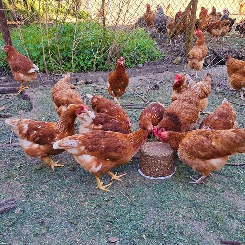 Dziobak dla kur PECKIT 4kg witaminy dla kur niosek na kanibalizm z muszlami na Arena.pl