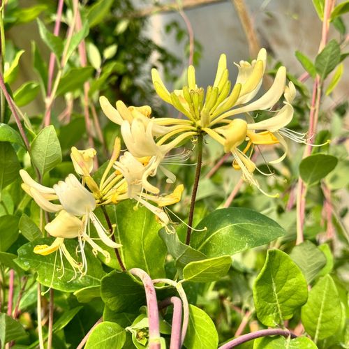 Wiciokrzew pomorski 'Graham Thomas' Pięknie pachnie, Doniczka 2.0L na Arena.pl