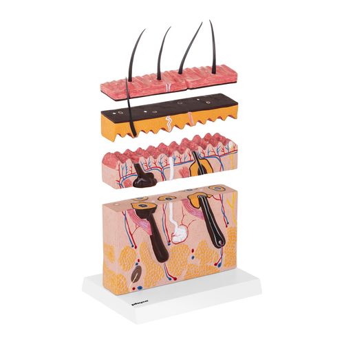 model anatomiczny przekroju skóry człowieka na Arena.pl