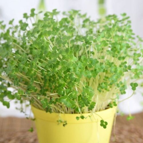 TORAF MICROGREENS MŁODE LISTKI ZESTAW 4 ROŚLIN MAT BOMBA WITAMINOWA NASIONA na Arena.pl