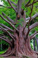 METASEKWOJA CHIŃSKA - sadzonki 60 / 80 cm