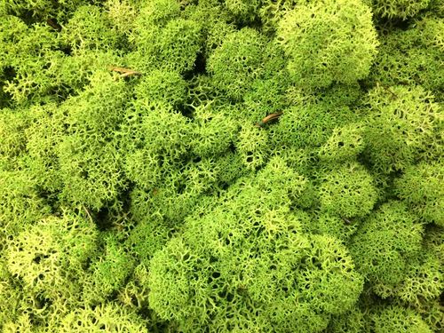 Mech Chrobotek Reniferowy Spring Green 100g na Arena.pl