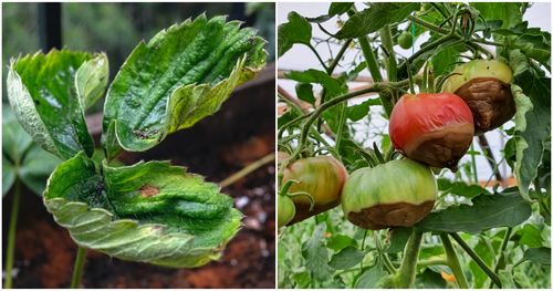 sum38 help plant wapń (ca) 20ml na Arena.pl