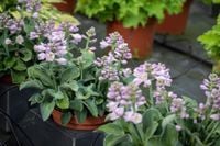 Funkia Blue Mouse Ears - Hosta hybrid