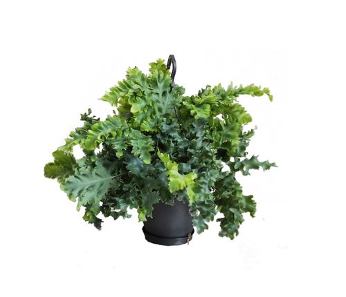 PAPROĆ  PHLEBODIUM DAVANA 50cm na Arena.pl