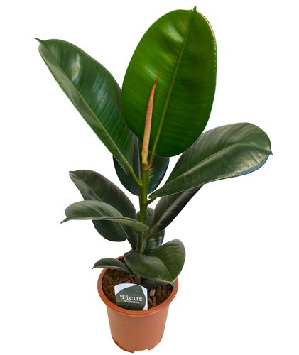 FIKUS ELASTIKA ROBUSTA 60 cm na Arena.pl
