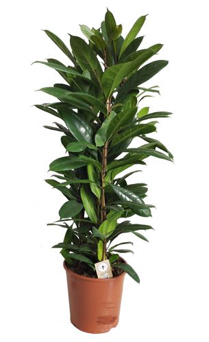 Fikus (Ficus) CYATHISTIPULA  130 cm na Arena.pl