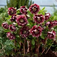 CIEMIERNIK DOUBLE ELLEN RED KWITNIE CAŁĄ ZIMĘ - SADZONKA P11/1 LITR