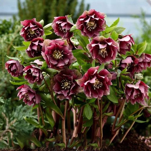 CIEMIERNIK DOUBLE ELLEN RED KWITNIE CAŁĄ ZIMĘ - SADZONKA P11/1 LITR na Arena.pl