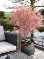 Klon PALMOWY TAYLOR RÓŻOWE PRZYROSTY