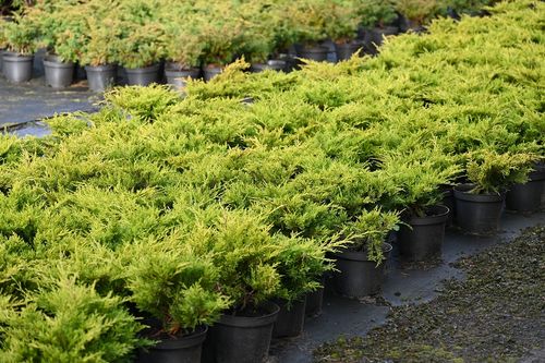 Jałowiec mieszańcowy Gold Coast - Juniperus ×pfitzeriana na Arena.pl