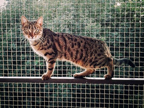 ZESTAW SIATKA NA BALKON DLA KOTA 2x3 BEZ WIERCENIA MARKA BEZPIECZNE KOTY na Arena.pl