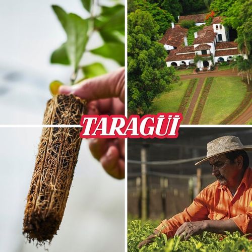 Yerba Mate TARAGUI sin palo despalada 1kg GIGA pobudzenie na Arena.pl